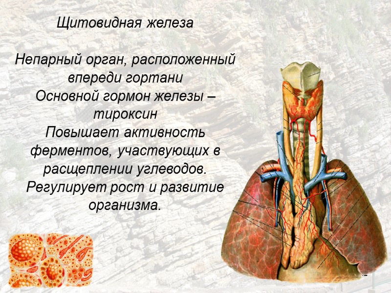 22 Щитовидная железа   Непарный орган, расположенный впереди гортани Основной гормон железы –
